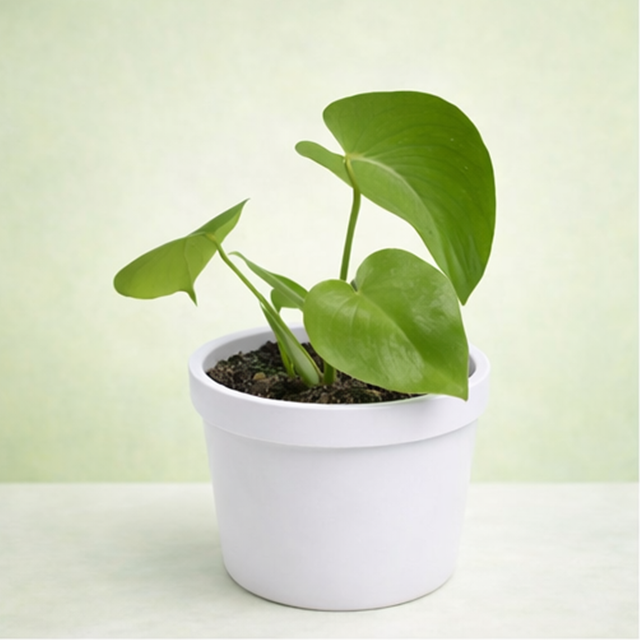 Monstera Deliciosa/ Split-leaf philodendron/