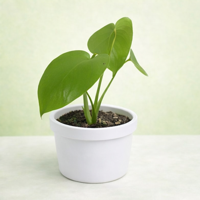 Monstera Deliciosa/ Split-leaf philodendron/