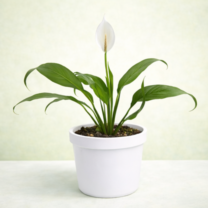 Peace Lily | Spathiphyllum