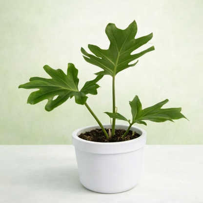 Philodendron selloum - Tropical Indoor Foliage