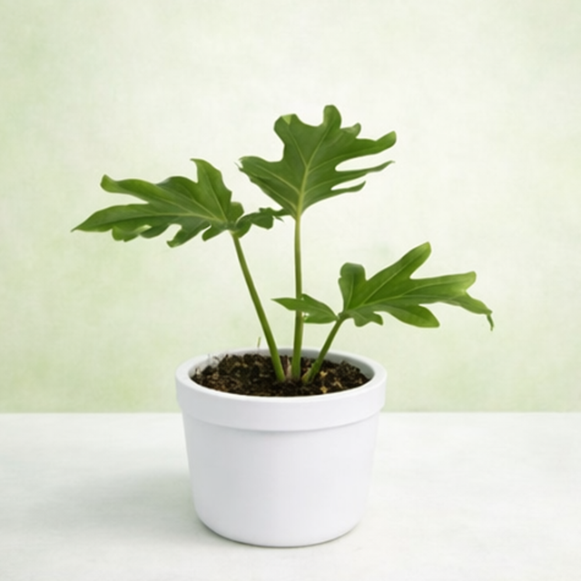 Philodendron selloum - Tropical Indoor Foliage