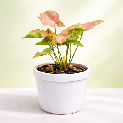 Syngonium Pink
