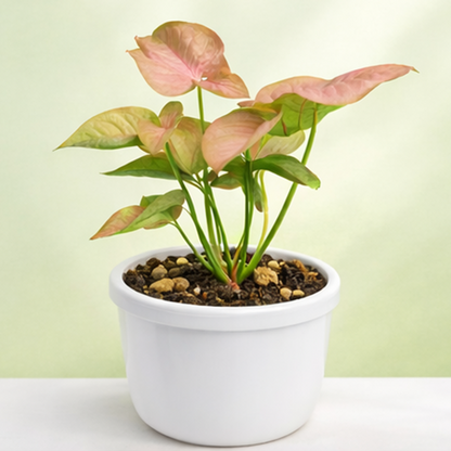 Syngonium Pink
