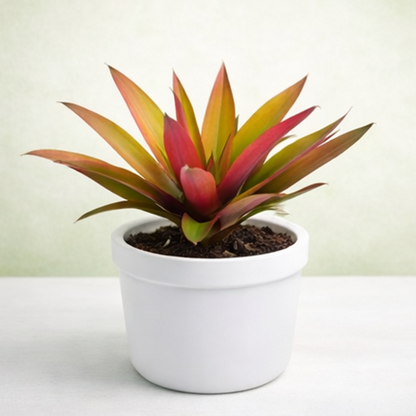 Rhoeo Golden, Tradescantia spathacea