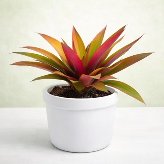 Rhoeo Golden, Tradescantia spathacea