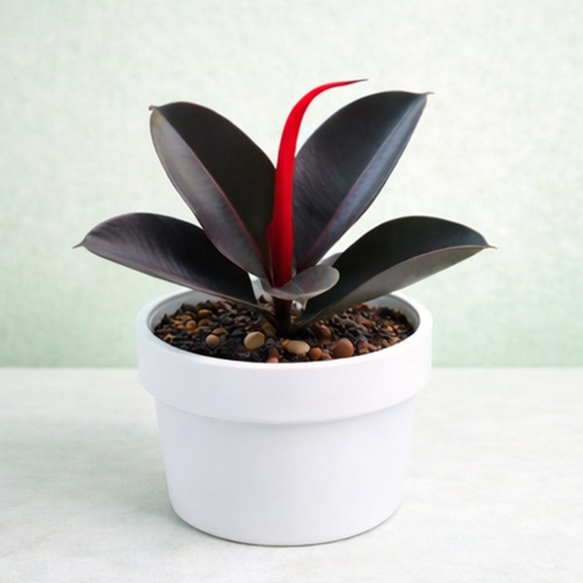 Rubber Plant (Ficus Elastica)