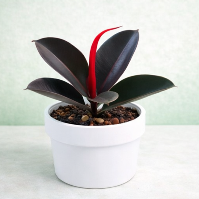 Rubber Plant (Ficus Elastica)