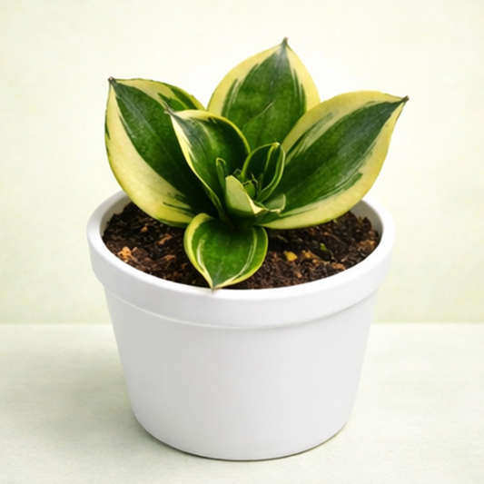 Sansevieria Golden Hahnii/ Lotus