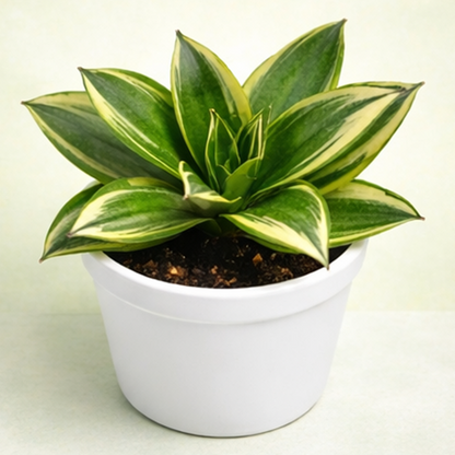 Sansevieria Golden Hahnii/ Lotus