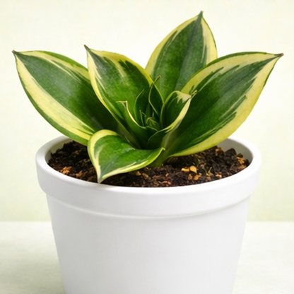 Sansevieria Golden Hahnii/ Lotus