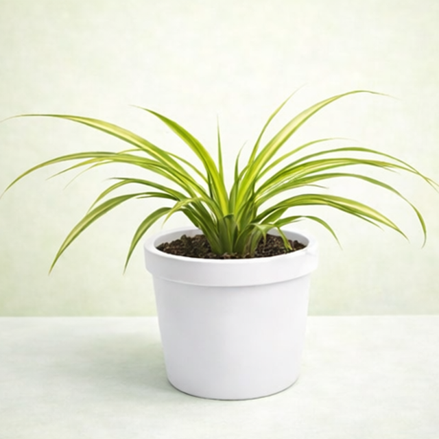 Spider Plant / Chlorophytum