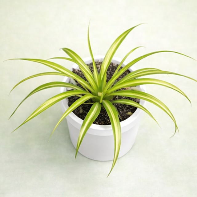Spider Plant / Chlorophytum