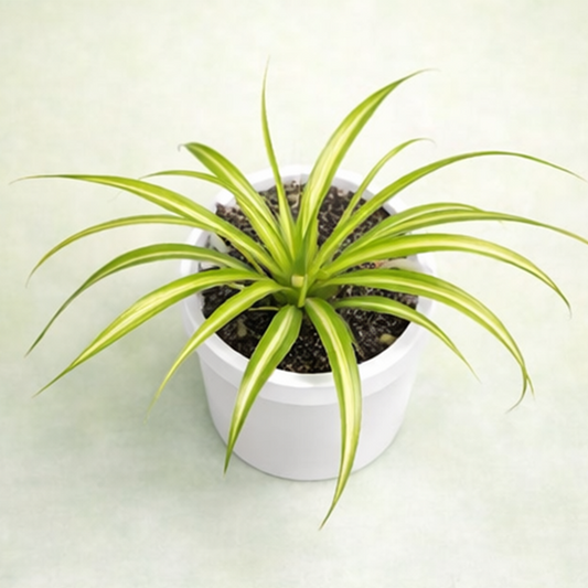 Spider Plant / Chlorophytum