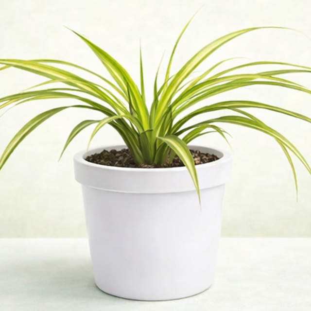 Spider Plant / Chlorophytum