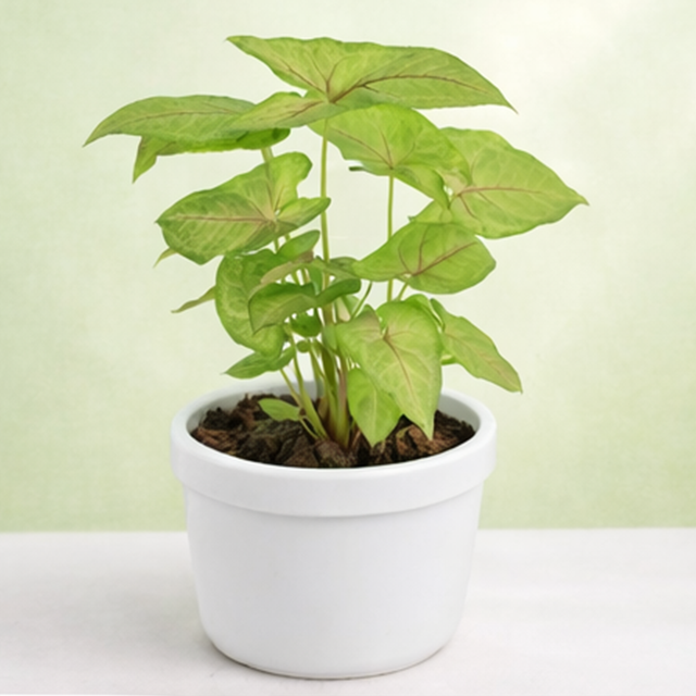 Syngonium | Arrowhead Vine | Syngonium podophyllum
