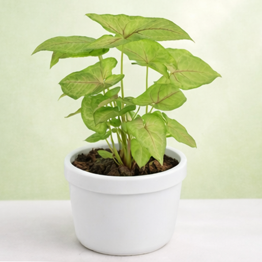Syngonium | Arrowhead Vine | Syngonium podophyllum