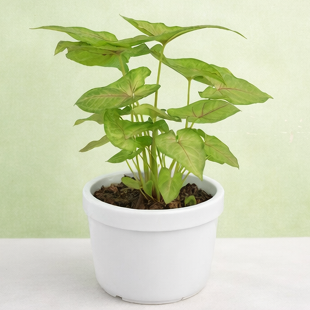 Syngonium | Arrowhead Vine | Syngonium podophyllum
