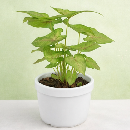 Syngonium | Arrowhead Vine | Syngonium podophyllum