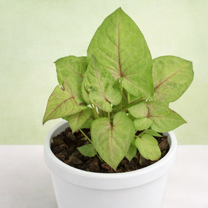Syngonium | Arrowhead Vine | Syngonium podophyllum