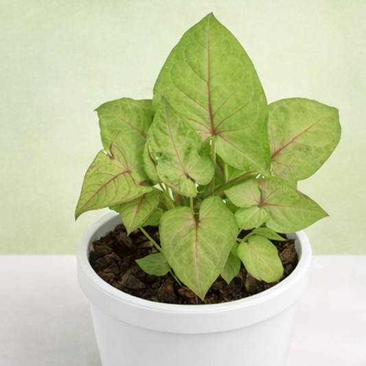 Syngonium | Arrowhead Vine | Syngonium podophyllum