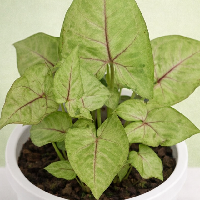 Syngonium | Arrowhead Vine | Syngonium podophyllum