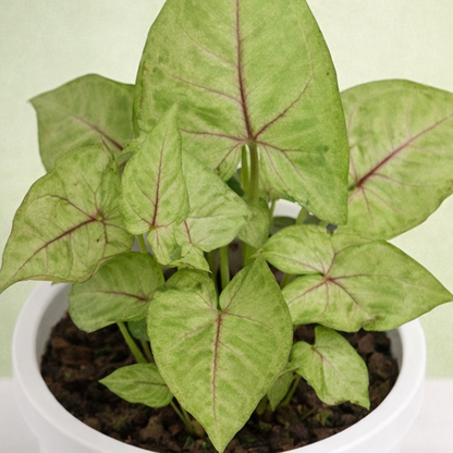 Syngonium | Arrowhead Vine | Syngonium podophyllum