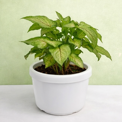 Syngonium Mini Pixie