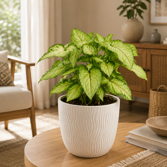 Syngonium Mini Pixie