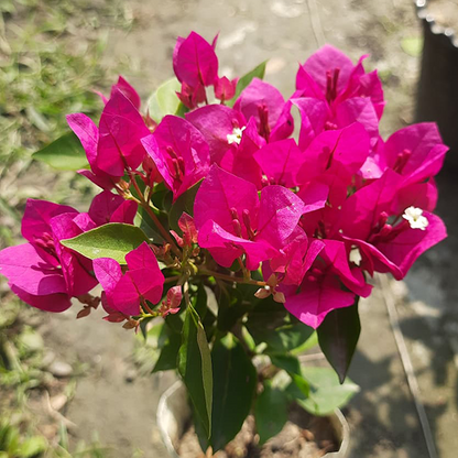 🆔 Veera Light Pink Bougainvillea Grafted Plant