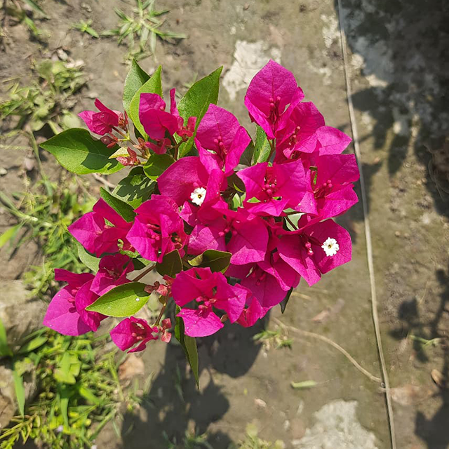 🆔 Veera Light Pink Bougainvillea Grafted Plant