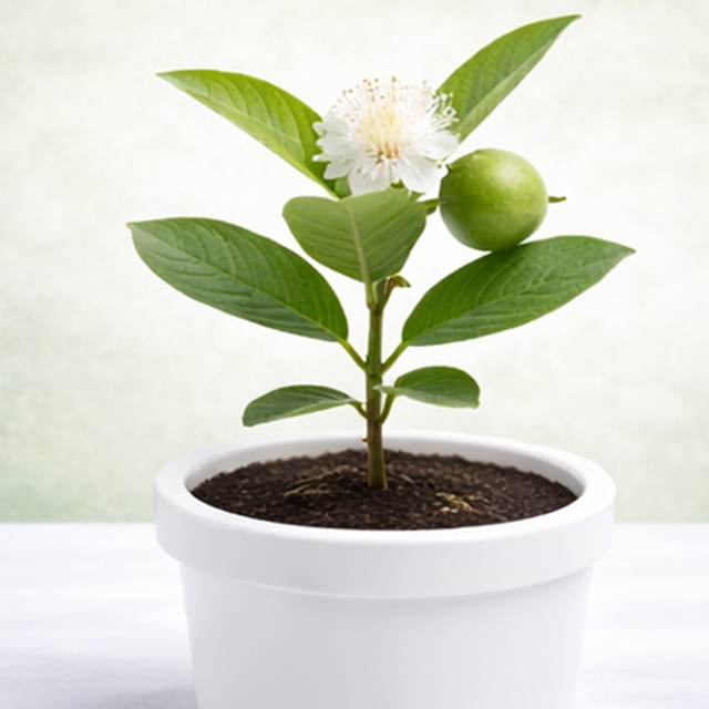 Guava Plant/ Psidium guajava