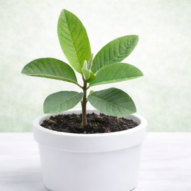 Guava Plant/ Psidium guajava