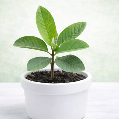 Guava Plant/ Psidium guajava